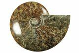 Polished Ammonite (Cleoniceras) Fossil - Madagascar #265349-1